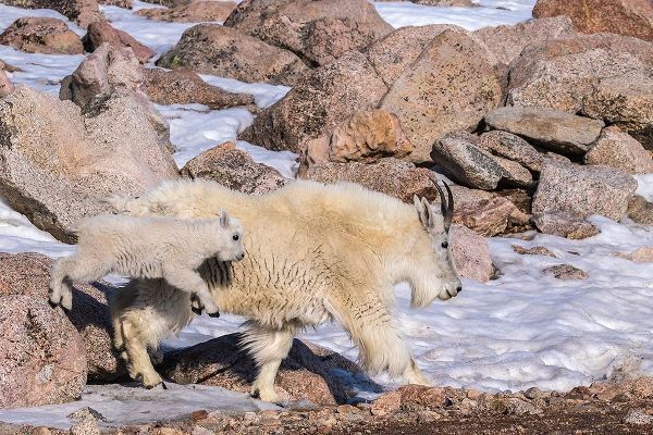 Colorado-Mt Evans Mountain goat nanny and jumping kid